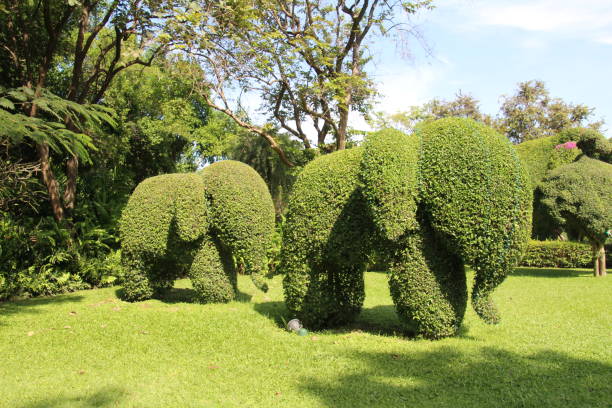 Topiary Elephant Bush cut into the shape of an elephant in a park in Bangkok, Thailand. topiary stock pictures, royalty-free photos & images