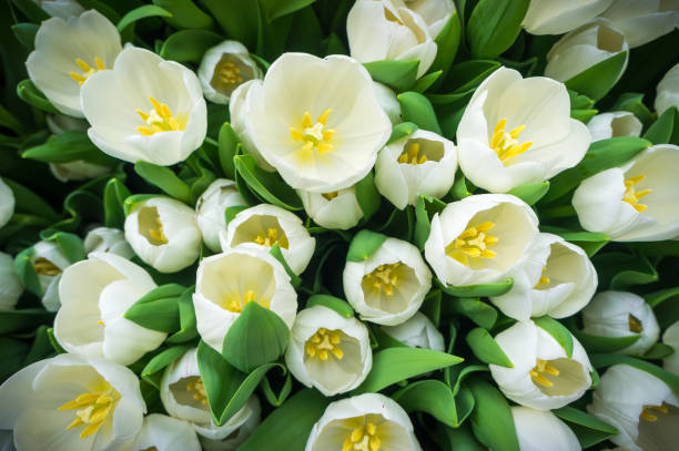 White tulips stock photo