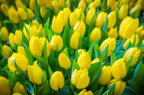 Yellow tulips stock photo