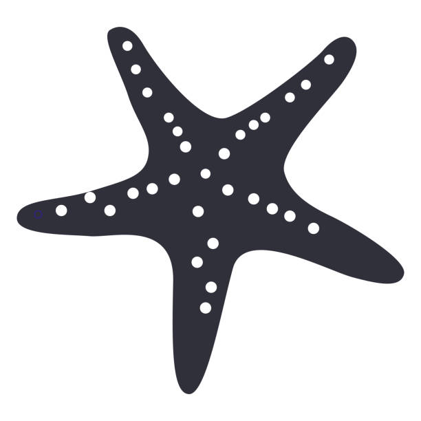 illustrazioni stock, clip art, cartoni animati e icone di tendenza di stella marina isolata silhouette - starfish