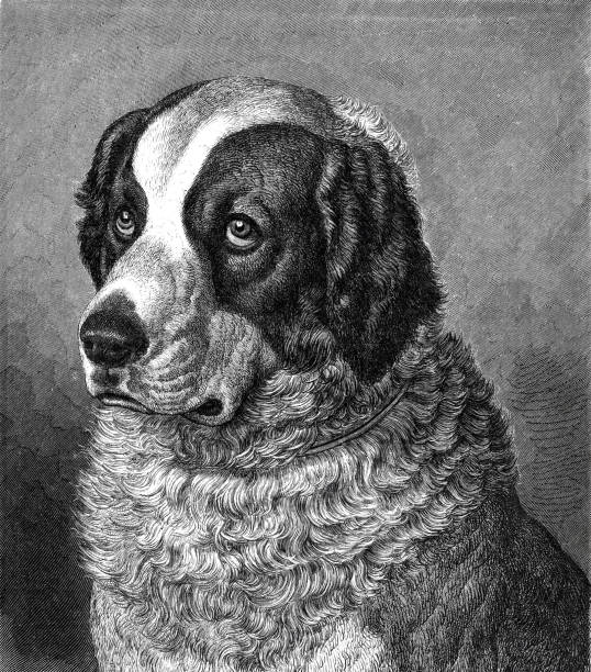 illustrations, cliparts, dessins animés et icônes de léonberg chien - leonberger