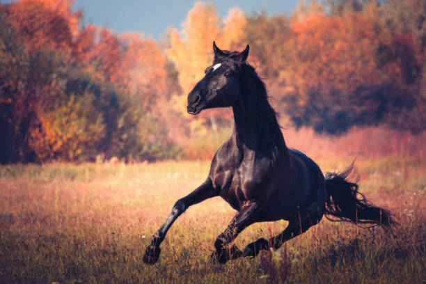 istock Black horse galloping on the autumn nature background 897656682