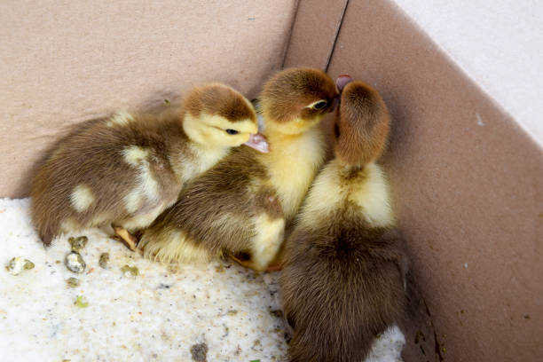 Ducklings of a musky duck. Ducklings of a musky duck in the shelter with hay on a floor and a box for a lodging for the night.
