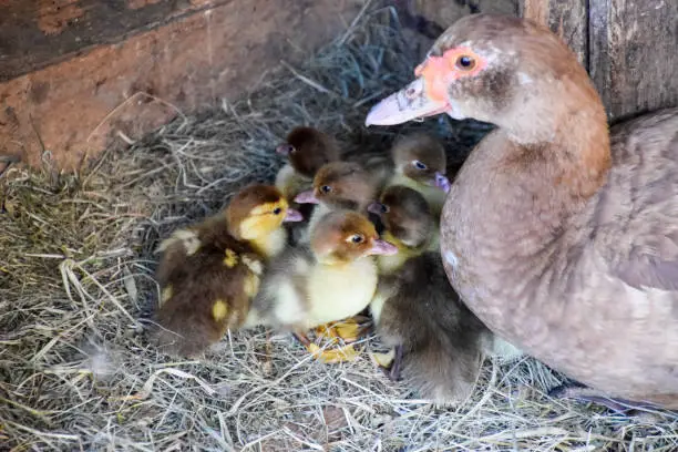 Photo of Muscovy duck mother with ducklings.