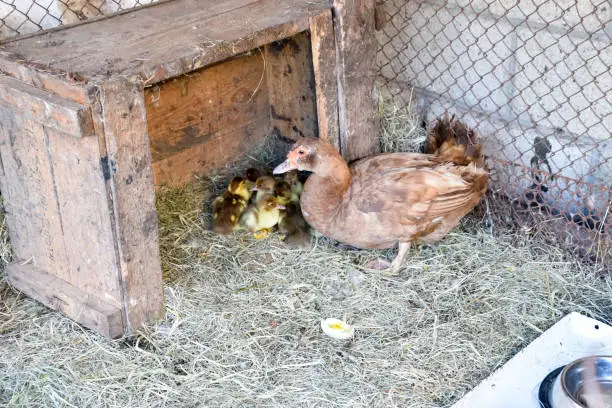 Photo of Muscovy duck mother with ducklings.