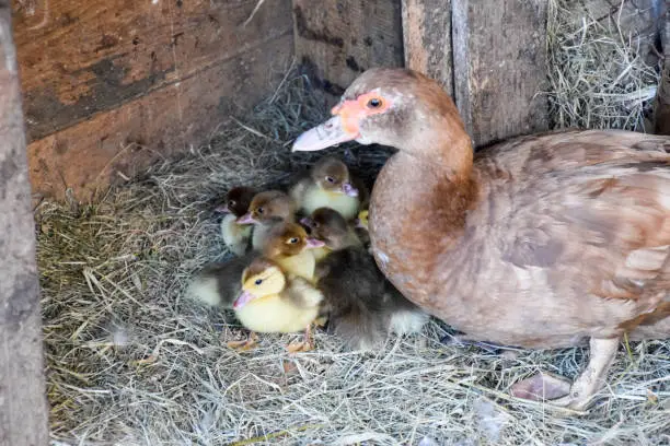 Photo of Muscovy duck mother with ducklings.