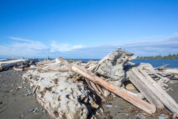 istock Beach littered with old driftwood - seaside landscape 897661726