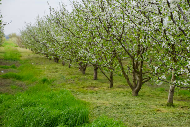 istock Flowering plum garden 897662042