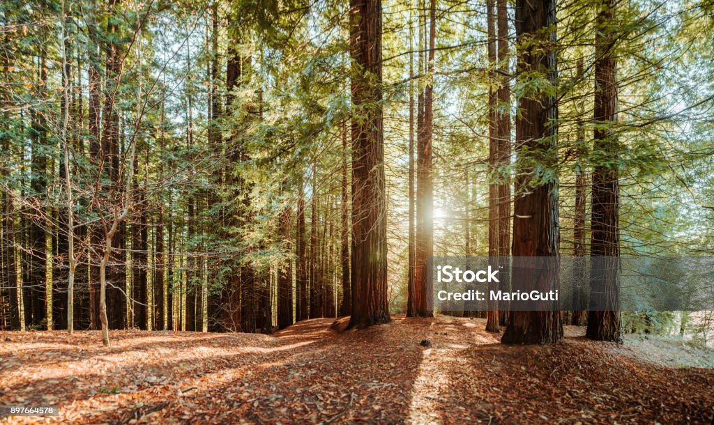 Redwood forest A panoramic view of a redwood forest with sun rays coming from it. Forest Stock Photo