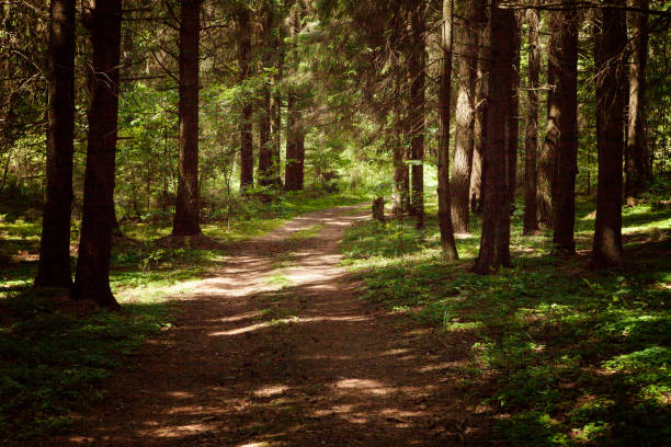istock Walkway Lane Path With Green Trees in Forest 897667534