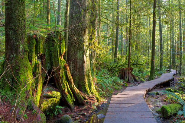 Wood walkway path hiking trail through forest in Lynn Canyon Park in the municipal of BC Canada stock photo