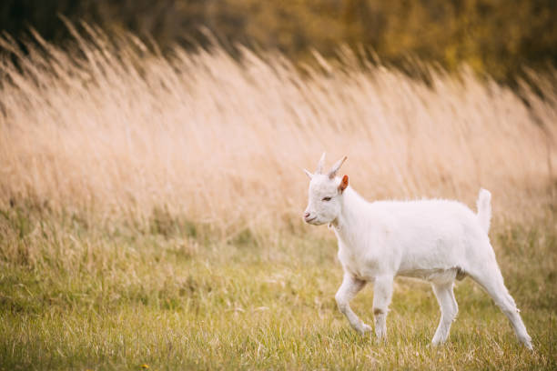 istock Kid Goat Grazes In Spring Grass. Farm Baby Animals 897668584