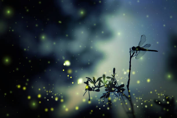 Abstract and magical image of dragonfly silhouette and Firefly flying in the night forest. Fairy tale concept Abstract and magical image of dragonfly silhouette and Firefly flying in the night forest. Fairy tale concept dragonfly photos stock pictures, royalty-free photos & images