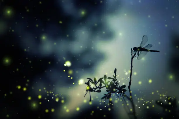 Photo of Abstract and magical image of dragonfly silhouette and Firefly flying in the night forest. Fairy tale concept