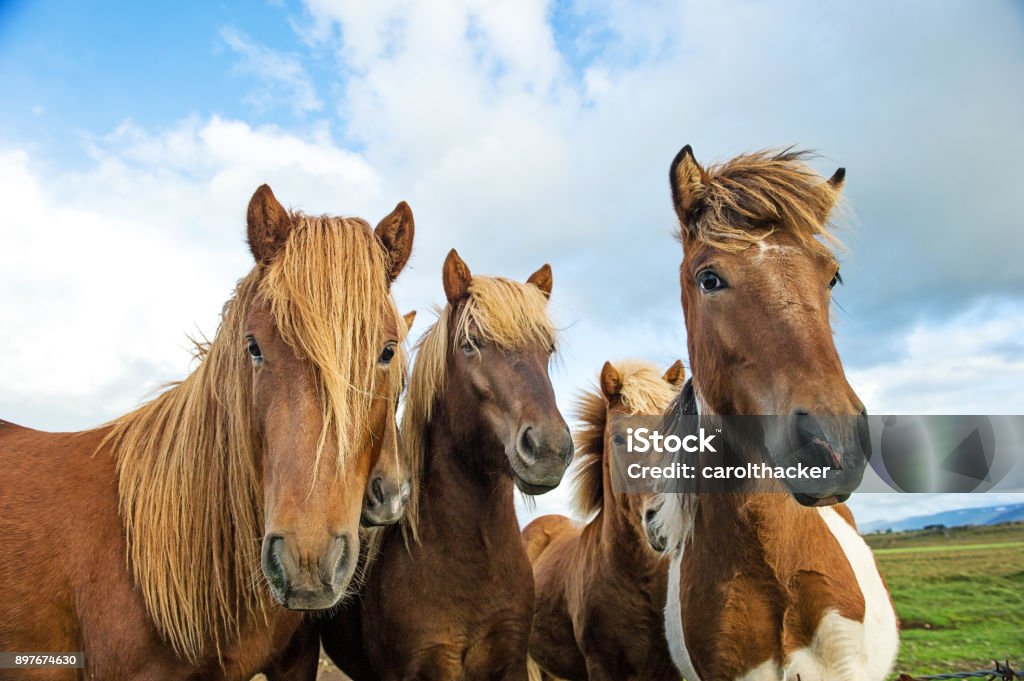 Isländische Ponys - Lizenzfrei Pferd Stock-Foto