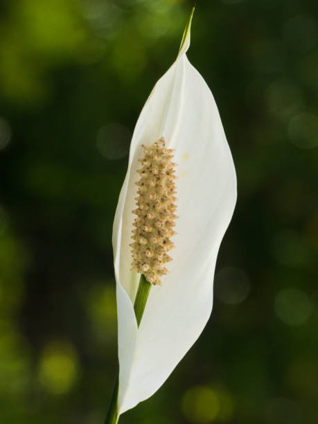 인명별 스파티필럼 - peace lily lily stamen single flower 뉴스 사진 이미지