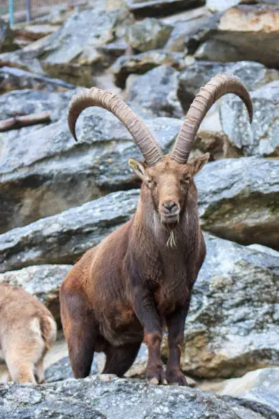 Majestic male ibex standing on rocks and looks to the viewer