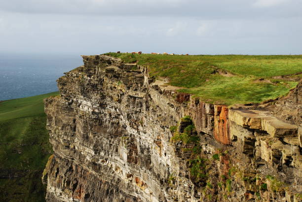 istock Cliff and cows in Ireland 897697814