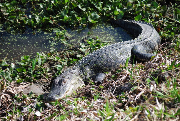 istock Alligators laying in the sun 897707666