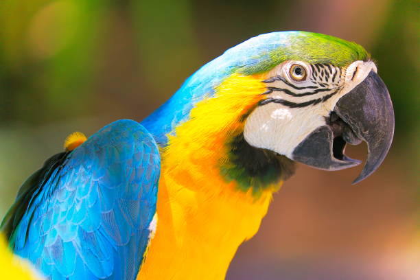 istock Birdwatch safari: curious Blue and Yellow Parrot macaw tropical bird on nature background 897710484