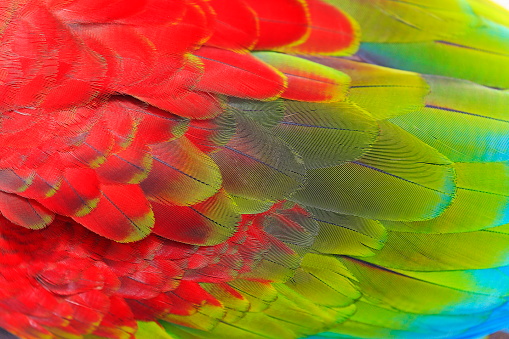 Birdwatch safari:  Blue, green and Scarlet Parrot macaw tropical bird, wing feathers pattern textured