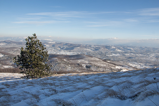One pine tree above winter landscape with hills