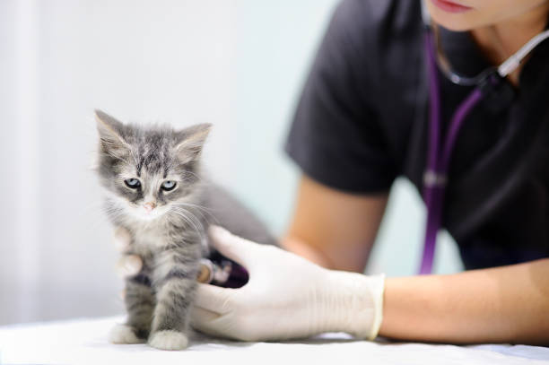 かわいい子猫を探している若い女性獣医師 - vet veterinary medicine young women female ストックフォトと画像