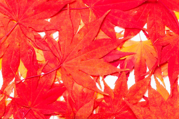 istock Background of maple leaves on a white 897714048