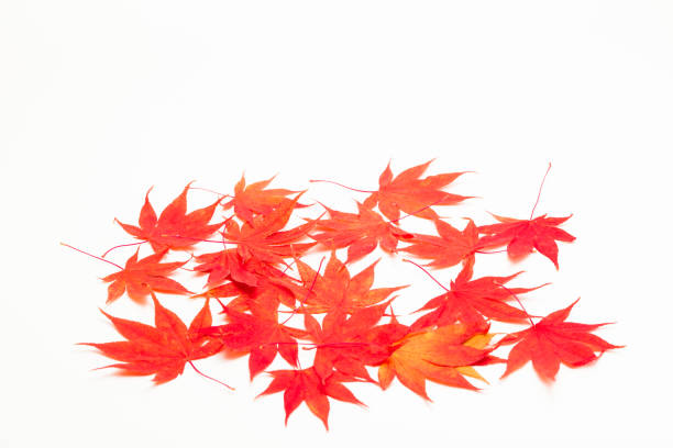 istock Background of maple leaves on a white 897714116