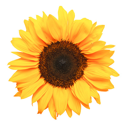 Beautiful sunflower against blue sky.