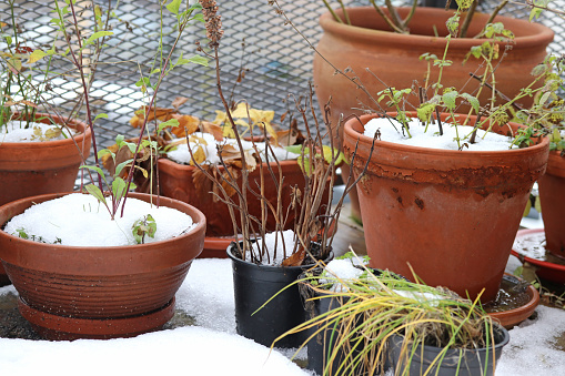 Flower pots on the balcony, covered with snow.
