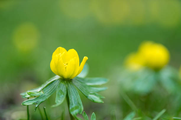Macro close-up of winter aconite, etanthis hyemalis in an early spring forrest