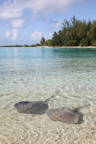 istock Two stingrays in the water close to the beach. 897739218