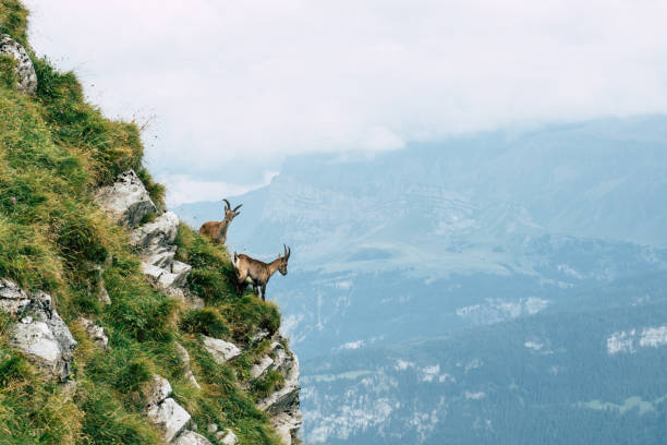 istock Ibex scouting along the cliffs of Lake Brienz, Switzerland 897762476