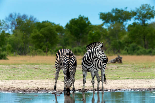 зебры в водоеме в национальном парке хванге, зимбабве - hwange national park стоковые фото и изображения