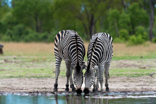зебры пьют в водоеме в национальном парке хванге, зимбабве - шея животного стоковые фото и изображения