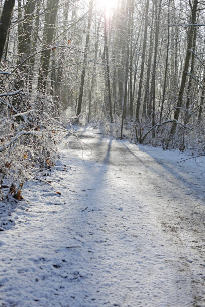 istock Back Lit Hiking Trail in Fraser Valley, British Columbia, Canada, in Winter 897774188