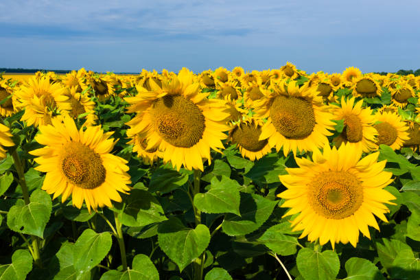 istock Field of sunflowers 897784300