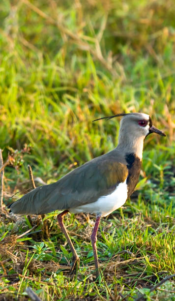 istock WILD TROPICAL BIRD - ALCARAVAN LLANERO (VANELLUS CHILENSIS) 897789238