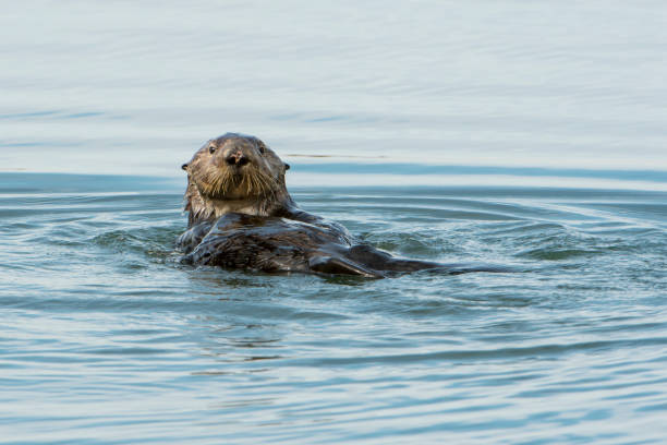 istock Wild Sea Otter Foraging for Food 897793922