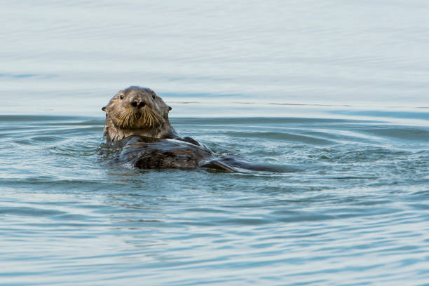 istock Wild Sea Otter Foraging for Food 897794010
