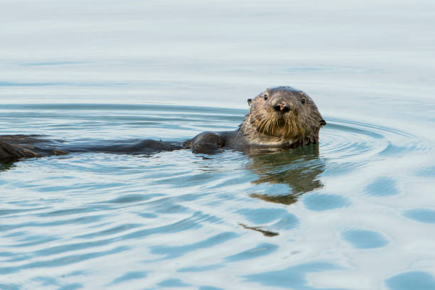istock Wild Sea Otter Foraging for Food 897794082