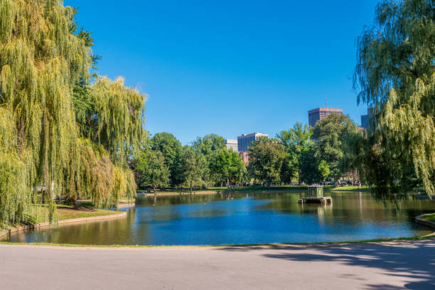 istock Common Frog Pond and city skyline. carousel kids 897806630