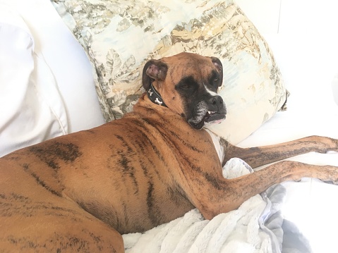snaggletooth dog makes a funny face on a white couch before nap