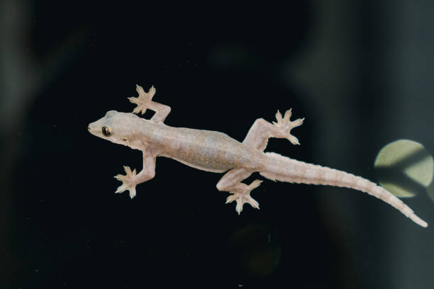 istock Lizard hang on a glass window in black background 897814000