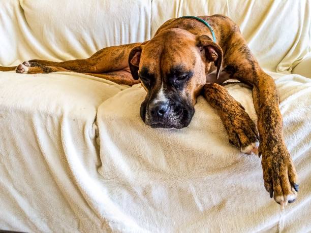 istock dog on a white couch takes a nap 897814108