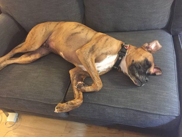 istock dog on a white couch takes a nap 897814128