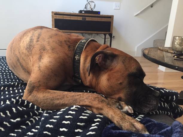 istock dog on a white couch takes a nap 897814148