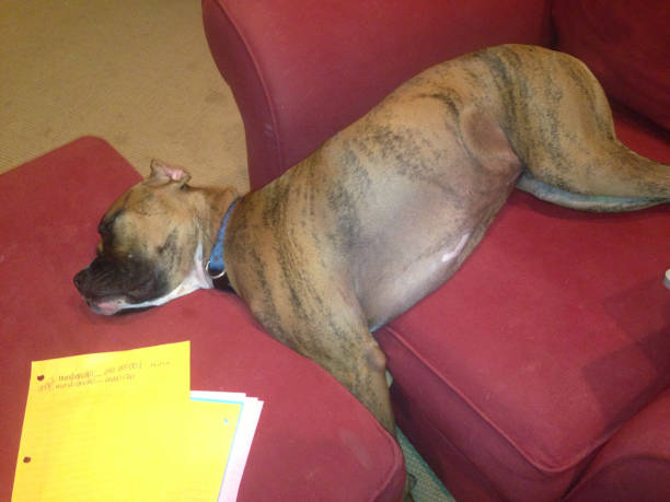 istock dog on a white couch takes a nap 897814326