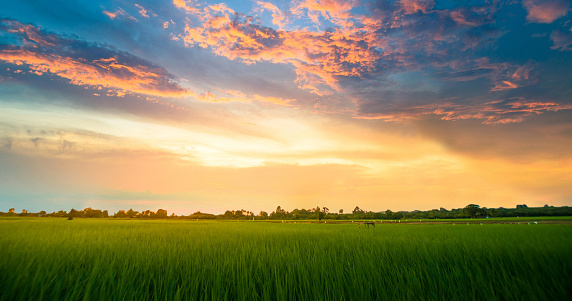 Panoramic view nature Landscape of a green field with rice at sunset